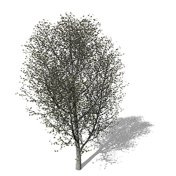 3d model xfrogplants white poplar tree - XfrogPlants White Poplar by xfrog