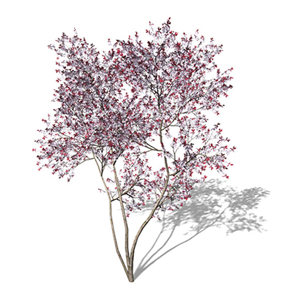 3d xfrogplants blossoming pissardii cherry model - XfrogPlants Blossoming Pissardii Cherry Plum by xfrog