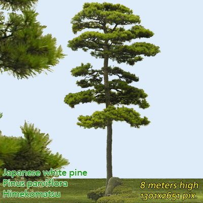Japanese White Pine 2 ---------------------  High Resolution