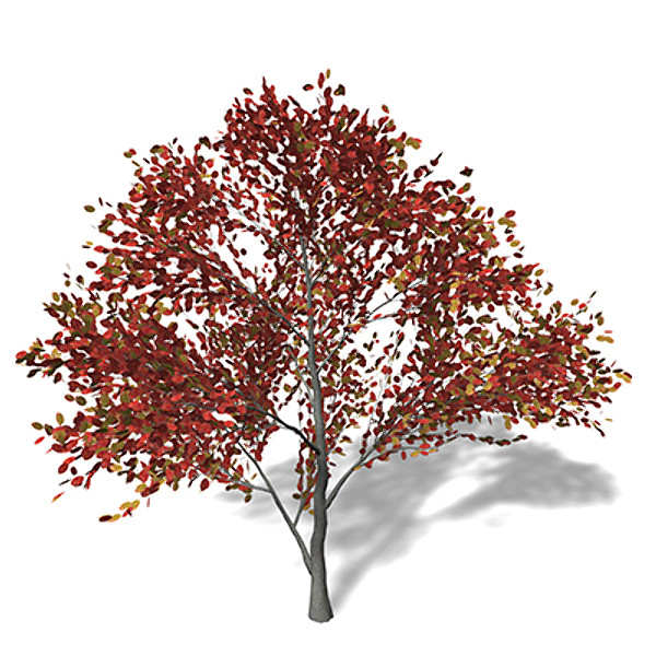 3ds xfrogplants autumn serviceberry - XfrogPlants Autumn Serviceberry by xfrog