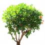 Bush_Tr_35.tga