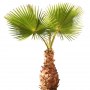 Palm_29.tga