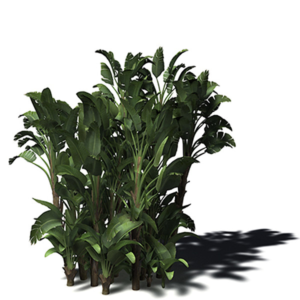 3ds xfrogplants white bird paradise - XfrogPlants White Bird of Paradise by xfrog