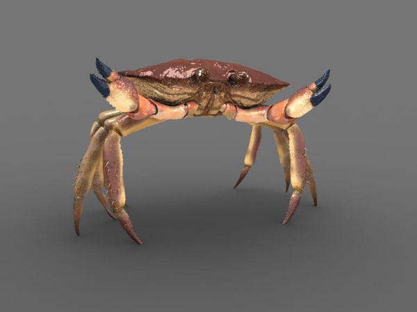 crab animate 3d model - turbosquidcrab.ma by animedia