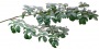 Branch_s_19.tga