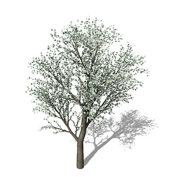 3d xfrogplants blossoming sweet cherry tree - XfrogPlants Blossoming Sweet Cherry by xfrog
