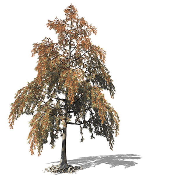 xfrogplants bald cypress tree 3ds - XfrogPlants Bald Cypress by xfrog