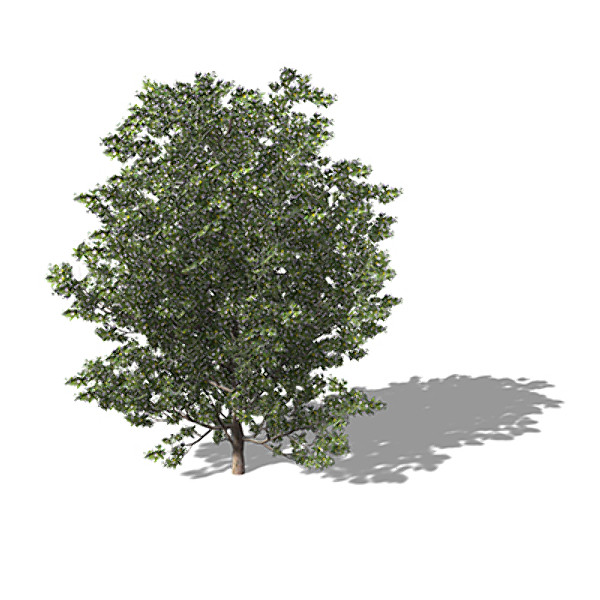 xfrogplants myrtle tree shrub 3d 3ds - XfrogPlants Myrtle by xfrog