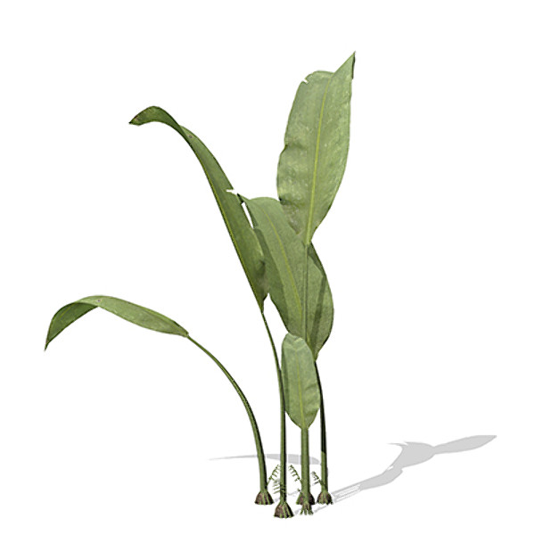 xfrogplants macrotaeniopteris flora 3d 3ds - XfrogPlants Macrotaeniopteris by xfrog