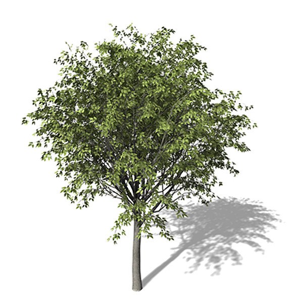 xfrogplants european hackberry tree 3d 3ds - XfrogPlants European Hackberry by xfrog