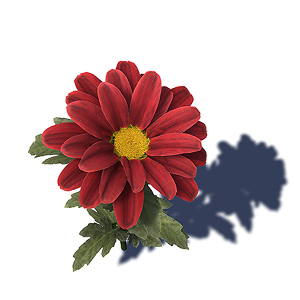 xfrogplants oxeye daisy plant 3d c4d - XfrogPlants Oxeye Daisy by xfrog