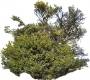 tree43
