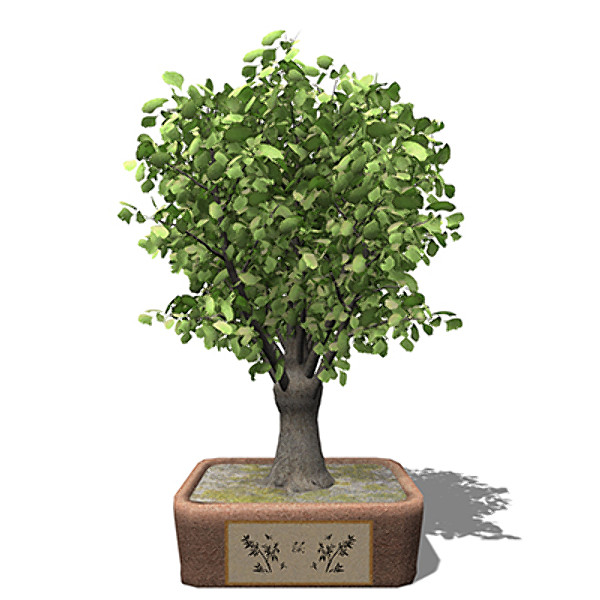 3d xfrogplants bonsai ginkgo model - XfrogPlants Bonsai Ginkgo by xfrog