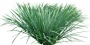 Bush_Tr_39.tga