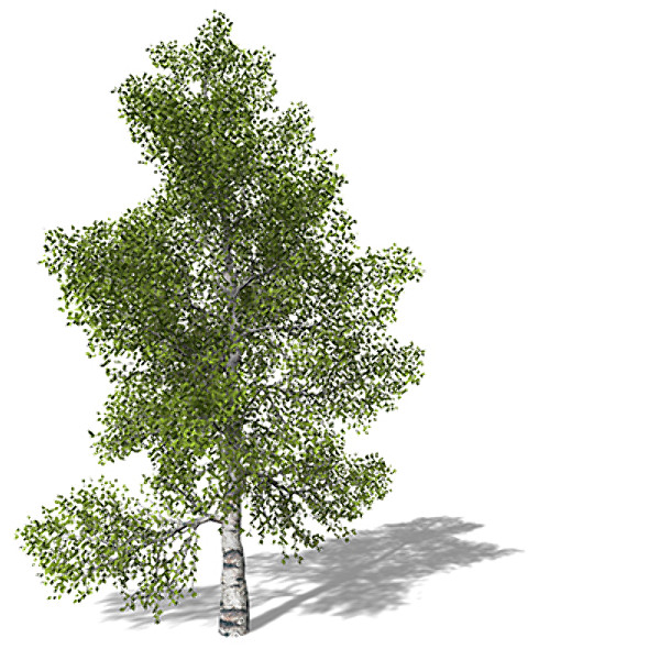 3d model xfrogplants paper birch tree - XfrogPlants Paper Birch by xfrog