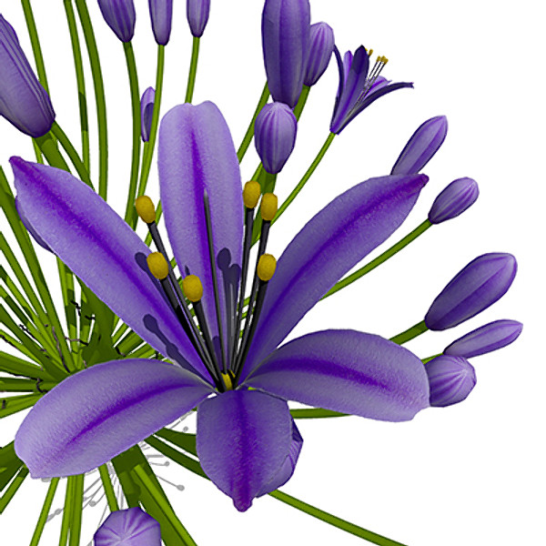 xfrogplants bell agapanthus plant flowers 3d 3ds - XfrogPlants Bell Agapanthus by xfrog