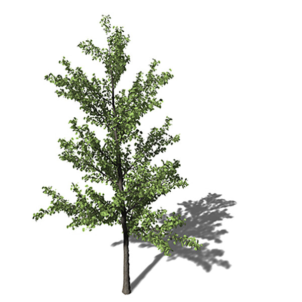 xfrogplants ginkgo tree 3d model - XfrogPlants Ginkgo by xfrog
