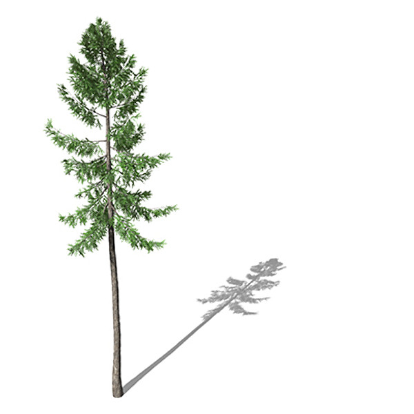 3d xfrogplants norway spruce tree - XfrogPlants Norway Spruce EU by xfrog