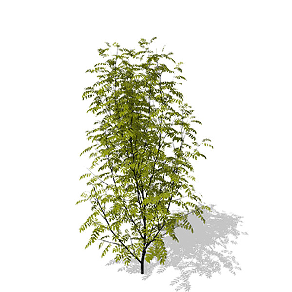 3d max xfrogplants european mountain ash - XfrogPlants European Mountain Ash by xfrog