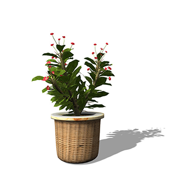 3d model xfrogplants crown-of-thorns plant - XfrogPlants Crown-of-Thorns HP by xfrog