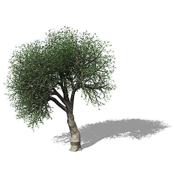 max xfrogplants cork oak tree - XfrogPlants Cork Oak by xfrog