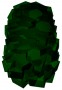 Shrub Upright Evergreen