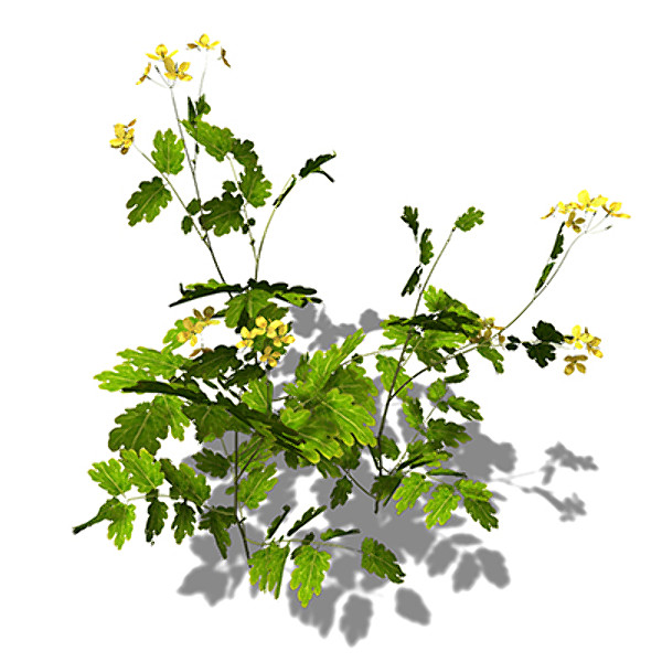 xfrogplants greater celandine plant 3d model - XfrogPlants Greater Celandine by xfrog