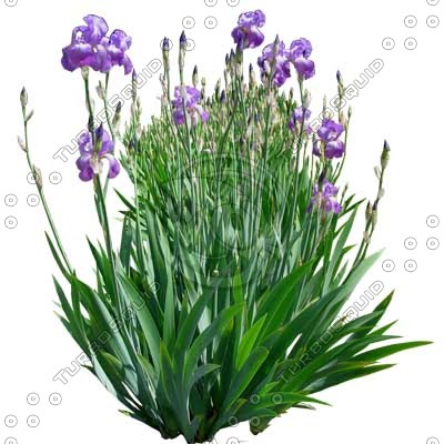 Flower_H_02.tga