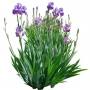 Flower_H_02.tga