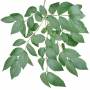 Branch_Euro_11.tga