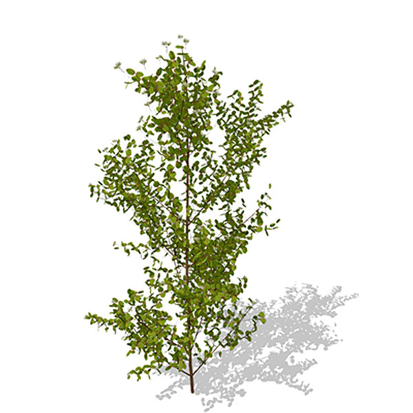xfrogplants bloodtwig dogwood plant 3d c4d - XfrogPlants Bloodtwig Dogwood by xfrog
