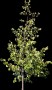 tree35