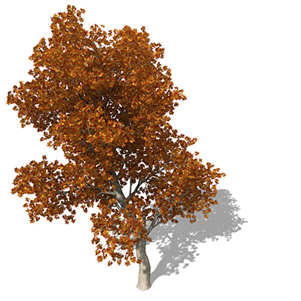 c4d xfrogplants autumn red oak - XfrogPlants Autumn Red Oak by xfrog