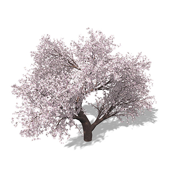 3d model xfrogplants blossoming japanese crab - XfrogPlants Blossoming Japanese Crab Apple by xfrog