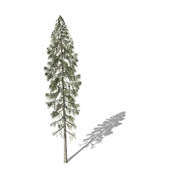 3d xfrogplants black spruce tree model - XfrogPlants Black Spruce by xfrog