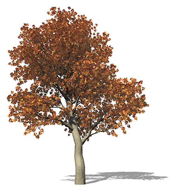 3d model of xfrogplants red oak tree - XfrogPlants Red Oak by xfrog