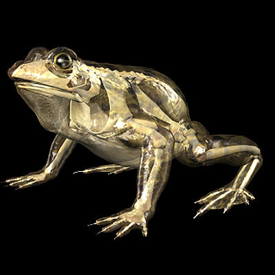 3d frog skeleton - Frog Skeleton by 3d_Wanderer