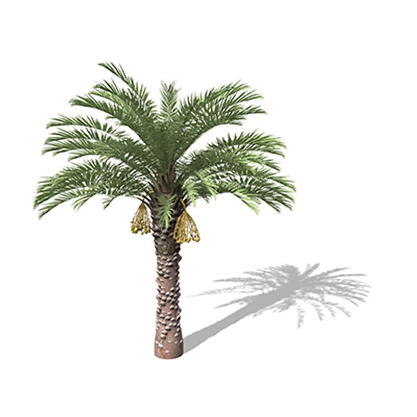 3ds max xfrogplants date palm - XfrogPlants Date Palm by xfrog