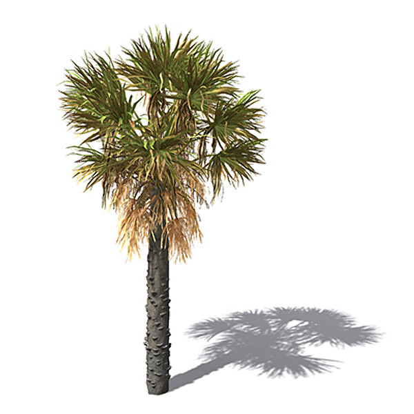 maya xfrogplants palmetto palm plant - XfrogPlants Palmetto by xfrog