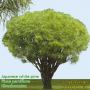 Japanese White Pine  High Resolution
