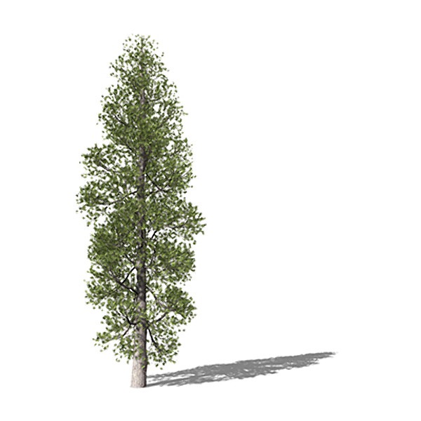 3d model xfrogplants ponderosa pine tree - XfrogPlants Ponderosa Pine by xfrog