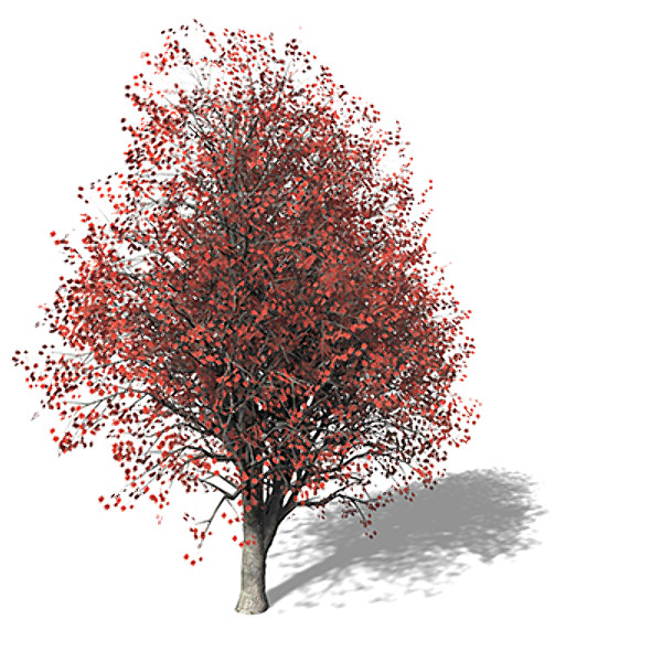 3d xfrogplants red maple tree - XfrogPlants Red Maple by xfrog