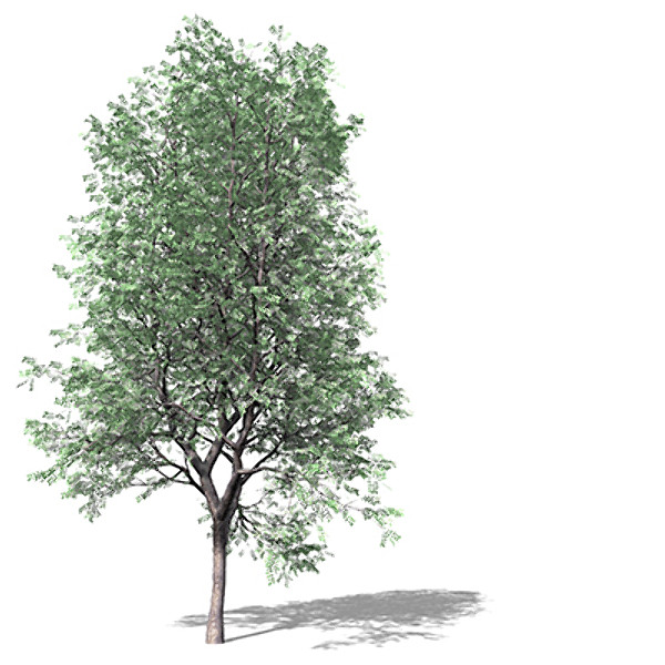 3d model xfrogplants kentucky coffeetree tree - XfrogPlants Kentucky Coffeetree by xfrog