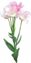 FlowerL_17.tga