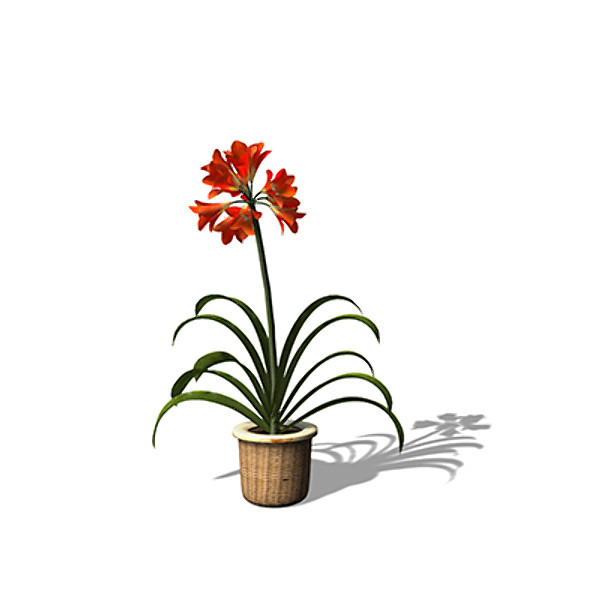 xfrogplants kaffir lily plant 3d model - XfrogPlants Kaffir Lily by xfrog