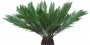 Palm_N_04.tga