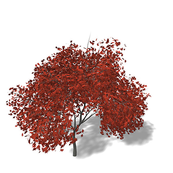 xfrogplants autumn japanese maple 3d 3ds - XfrogPlants Autumn Japanese Maple by xfrog