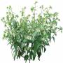 BushL_16.tga