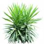 Bush_Tr_18.tga