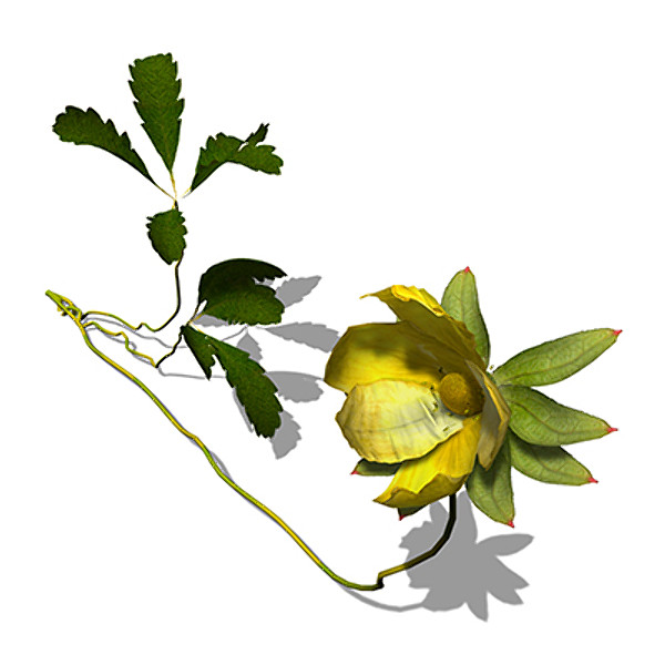 c4d xfrogplants creeping cinquefoil plant - XfrogPlants Creeping Cinquefoil by xfrog